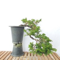 진산회 현애 편백 나무 대형 묘목 분재 화분 인테리어 반려 식물 키우기