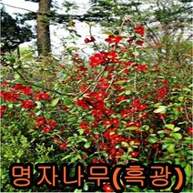 명자나무1m 그루 나무 묘목 명자나무 꽃나무 울타리묘목 생울타리나무