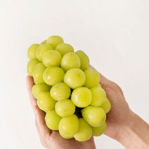 고당도 프리미엄 상주 샤인머스켓 가정용 특품 1kg 2kg, 특품_2kg내외 3수