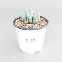 아이엠플랜트 화이트포트 선인장 다육이 모음, 화이트포트+혼합토+스티커, 15.축전