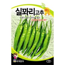 실꽈리 고추 씨앗 채소 종자 야채 풋고추 씨 100알