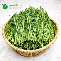 와일드루꼴라 1kg, 1개입