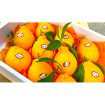 [당도보장] 제주한라봉 가정용 선물용 제주 한라봉 3kg 5kg 10kg 명절 설 선물 고급선물 당도 보장 과일, 5kg (혼합과)