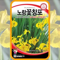 노랑꽃창포 씨앗 30립 붓꽃 아이리스 창포 꽃 종자 yellow iris seed