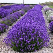 [초화류]허브-라벤다(잉글리쉬 라벤다)