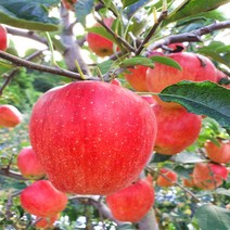 사과(부사) 5kg (14~15과) _황매산사과(영), 1개