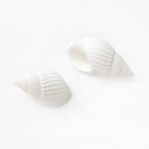 조개껍질 고둥 소라 불가사리 껍데기모음, 33 조개껍질-소라b [100g]