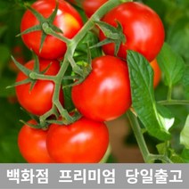 [특등급선별] 방울토마토 750g 대추방울토마토 방울토마토키우기 방울토마토모종 대추토마토 과일 당뇨에좋은과일 맛있는방울토마토 완숙토마토 부여방울토마토 블랙방울토마토 노랑방울토마토, 700g