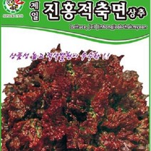 [가람종묘사] 진홍적축면상추 씨앗(추대가 안정되어 수확기 폭이 넓은 품종)