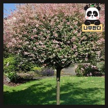 (나무판다) 플라밍고샐릭스 나무 묘목 키 1m내외 화분