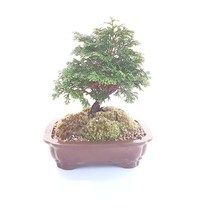 소형 갈색 도자기 미니 편백 청짜보 분재 아버님 아머님 부모님 고급 화분 선물