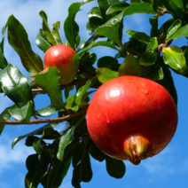 석류나무 묘목 / 삽2년 2주묶음 / 대홍 (신맛없고 달콤) 꽃이예뻐 실내화분이나 정원수로도 추천 FT228