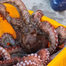 국내산 통영 활 돌문어 1kg (2~4미)