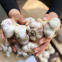 청년마켓 2022년 국내산 햇마늘 통마늘 특대 왕특, 특대 5kg