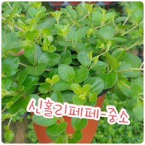 꽃나라엘리스 신홀리페페-중소-동글 탱글 귀여운 잎이 산소를 퐁퐁퐁 내뿜는 착한