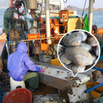고흥 깐바지락 활 왕 바지락 해감 조개 살, 고흥 바지락 1kg(60~80마리), 1개