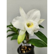 덴드로비움 포미디블 화이트 210, 1개