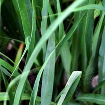 몰드몰 ( 에센셜오일 ) - 시트로넬라 Citronella, 100ml