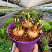 구근식물 히야신스 수선화 크로커스 화분 키우기쉬운식물 수경재배, 03_크로커스(색상랜덤)