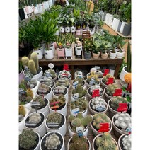 퀵 배송 강남 송파 서초 교대 성남 잠실 삼성 문정 판교 집들이화분문구 인사이동문구화분 관엽식물 탁상용관엽 사무실책상화분식물 탁상화분식물 공기정화식물 미니식물 미니관엽 인테리어식물, 대형