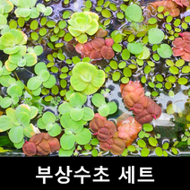 [수초몰] 부상수초 랜덤세트, 부상수초 5종세트(약30촉)