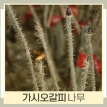 오갈피나무 묘목 가시오갈피(가시오가피) 실생2년생 뿌리묘 5개