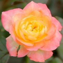 착한가격 나무생각 / 사계 명품 유럽 줄장미 / 스펙트라 / 개화주, 주