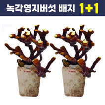 포천버섯 노루궁뎅이 2개 느타리버섯 2개 녹각영지 2개 집에서기르는 버섯배지, 녹각영지버섯(기본) 2개