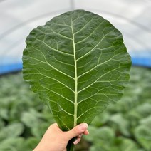 농산물마루 유기농 케일 신선초 1kg / 2kg/ 각 1kg, 케일+신선초 6kg (각3kg), 6kg