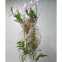 특대품 덴드로비움 (무명)