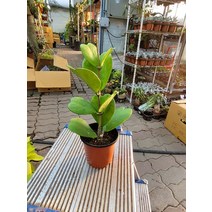 20~40cm 79 하트호야 수입호야, 1개