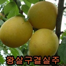 왕살구 3-4년 결실주 1그루 나무 묘목 유실수 과실수