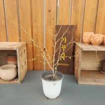 가꾸다 히어리 꽃대