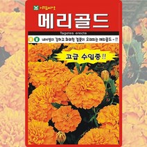 메리골드 오렌지 씨앗 국화 씨 종자 20립, 단품