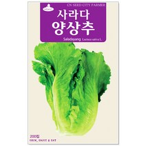 사라다양상추 200립