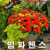 (휘귀씨앗) 임파첸스 오렌지 15립, 상세페이지 참조