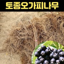 핫딜몬 오갈피나무묘목 2년생 토종 가시없는 오가피, 1개