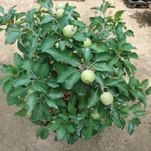 [성심] 부사사과나무