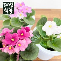 대성식물 아프리칸 바이올렛 꽃피는 공기정화식물 플랜테리어, 1개