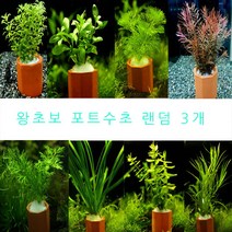 [365수족관] 왕초보 포트수초 랜덤 3개, 1개