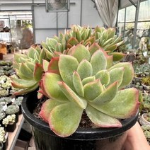 [해와달다육] 러우 철화 다육이, 1개