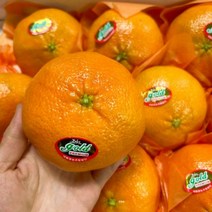 제주도 제주 레드향 3kg 가정용레드향 만감류 과일 선물용 과일선물 제주레드향 제주도레드향 선물, <상품선택>” class=”wr-img”></a></div>
</div>
</div>
</div>
<div class=
