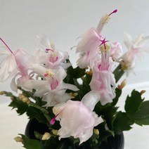 온누리농원 게발선인장 흰색, 1개