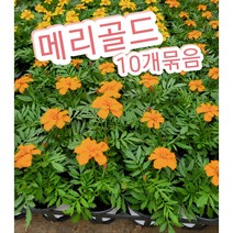 메리골드-금잔화-10개묶음/식용으로 메리골드 차로 마셔도 되죠, 10개