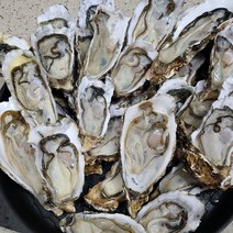 국내산 생물 통영 하프쉘 1.5kg 30미내외 횟감용굴, 단품