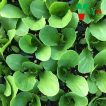 청로메인 모종 (6개) 베란다 텃밭 시장 씨앗 로메인, 6개