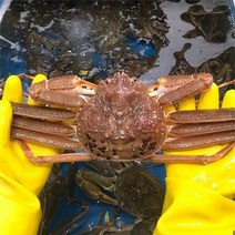 [활 대게] 동해안 최고급대게 생물 3마리(대9.5~10cm), 단품
