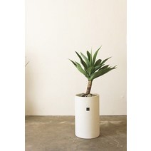 [고급인테리어/축하선물화분] 아가베 아테누아타