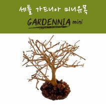 세틀 가드니아 미니 유목어항 장식 수조 꾸미기 은식처 놀이터