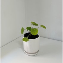 꽃들의 집 필레아 페페 공기정화식물, 스트라이프화분(소)